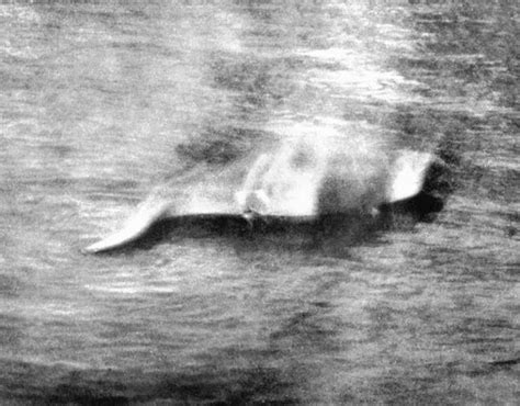 Loch Ness Monster Spotted In Drone Footage 90 Years After Creature