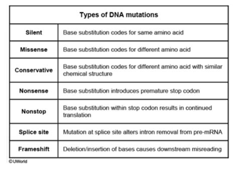 Mutations & DNA Repair Mechanisms Flashcards | Quizlet 