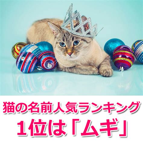 愛猫にどんな名前をつけたらいい？可愛い名前の付け方のポイントを解説