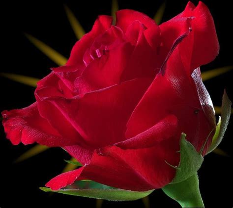 Top 99 Pictures Red Rose Images Free Download Full Hd 2k 4k