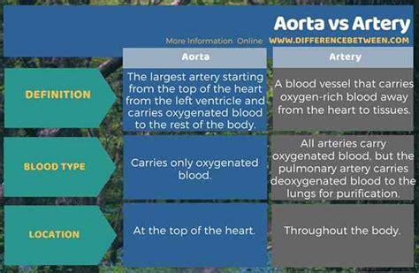 Perbedaan Antara Aorta Dan Arteri Prodiffs