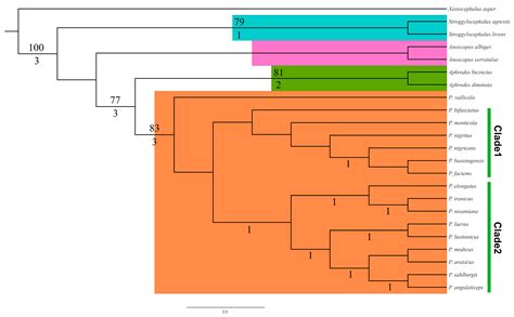 Insects Free Full Text Phylogenetic Analysis Of The Genus