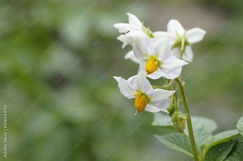 Kartoffel Solanum Tuberosum Hier Sind Kraut Und Bl Ten Zu Sehen