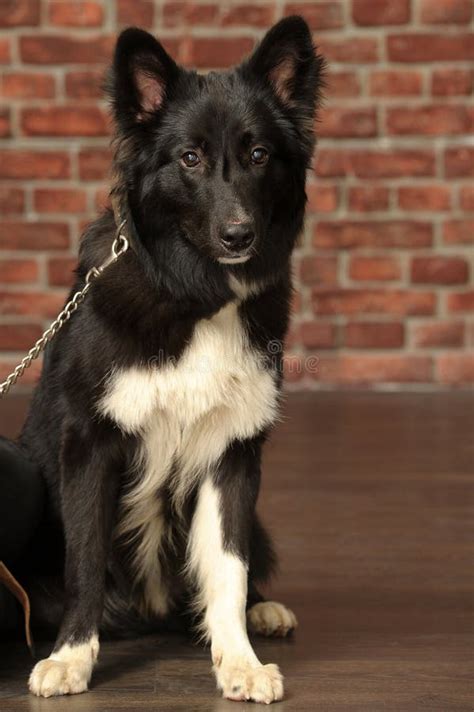 Black And White Big Fluffy Dog Stock Image Image Of Fluffy Funny