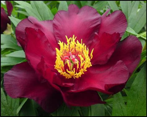 Scarlet Heaven Itoh Peony Hinsdale Nurseries