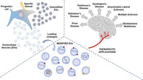 【综述】细胞外膜泡——一种新的有前景的递送系统用于治疗脑部疾病 外泌体资讯网