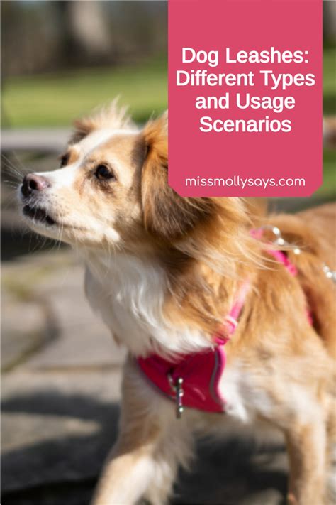 Dog Leashes: Different Types and Usage Scenarios