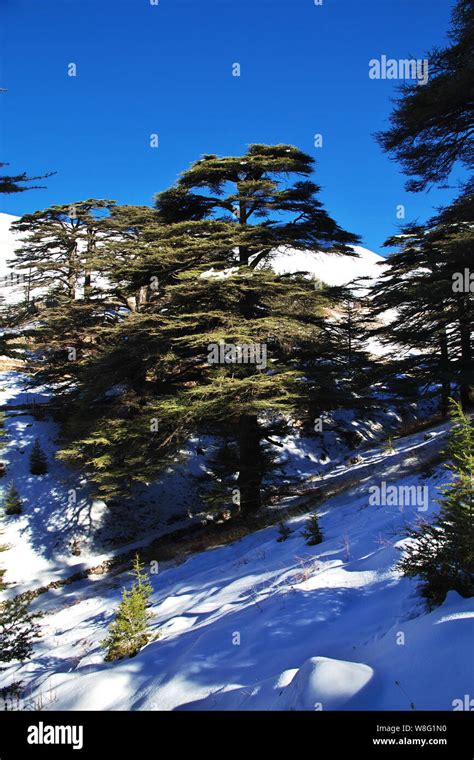 The Cedar Forest In Mountains Of Lebanon Stock Photo Alamy