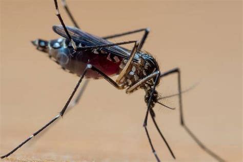 Rio De Janeiro Anuncia Fim De Epidemia De Dengue