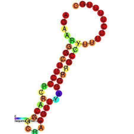 CtRNA - Alchetron, The Free Social Encyclopedia
