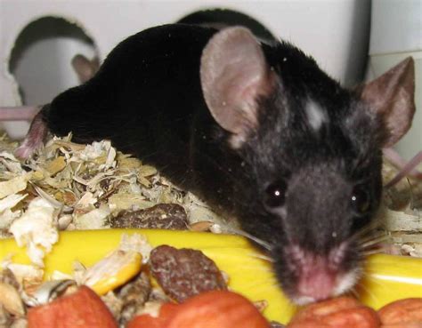Varieties Of Fancy Mice Part 1 Rodents Amino Amino