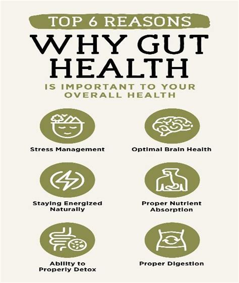 Top 5 Best Ways To Support Gut Health Glossmeup