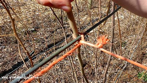 A Simple How To Guide For Tying Up Raspberries In A Home Patch