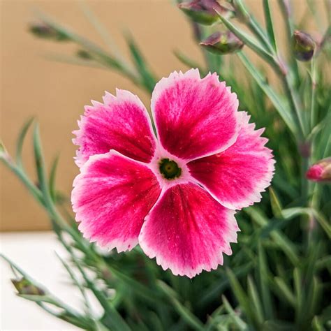 Dianthus Flutterby Muddy Trowel