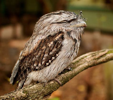 Tawny Frogmouth - The Australian Museum