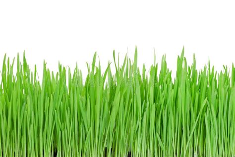Grass Transparent Png