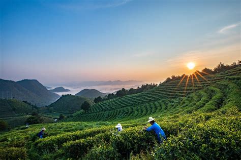 助力丹寨乡村振兴，认领一亩“智慧茶园”24小时随时可看万达新浪财经新浪网