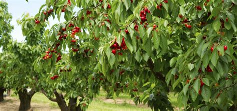 The Easy Beginners Guide To Growing Fruit Trees