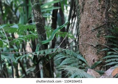 Habitat Red Tailed Green Rat Snake Stock Photo 1104106451 | Shutterstock