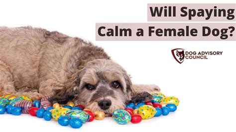 Will Spaying Calm A Female Dog Spay Problems And Benefits Dog