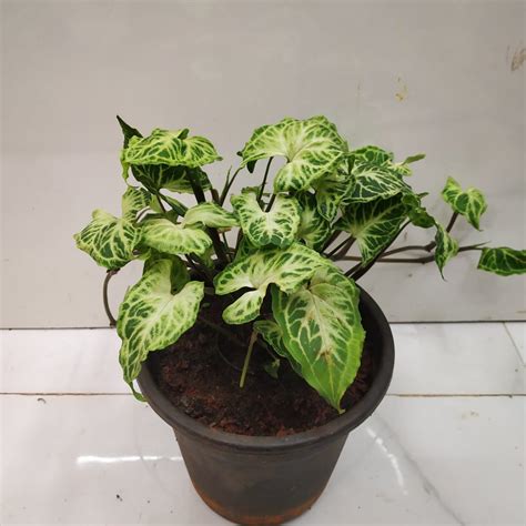 Syngonium Podophyllum Batik Nurserybuy