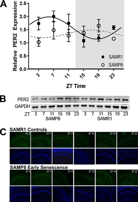 Per2 Protein Expression In Hippocampus Of 5 Month Old Males Download