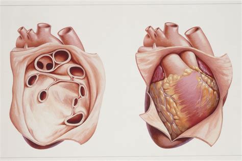 Pericardium—Anatomy and Function