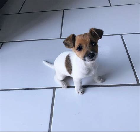 Short Legged Jack Russell Pup Jack Russell Terrier Jack Russell