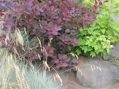 Shrubs With Dark Leaves