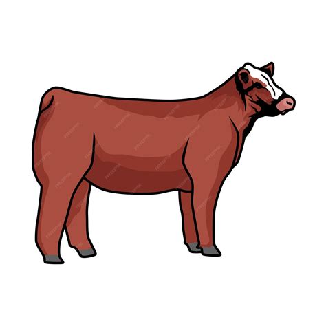 Premium Vector Beefmaster Heifer Cattle Livestock Show2