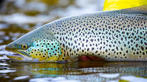 Crazy Big Brown Trout In Iceland Anglers Journal A Fishing Life