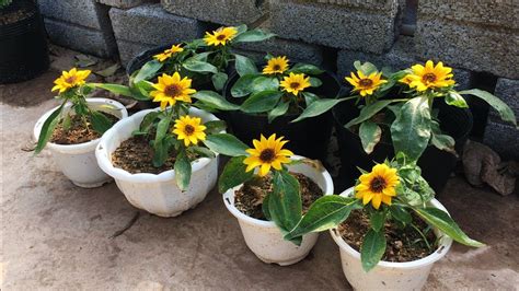 How To Grow Dwarf Sunflowers At Home Growing Sunflowers In Pots YouTube