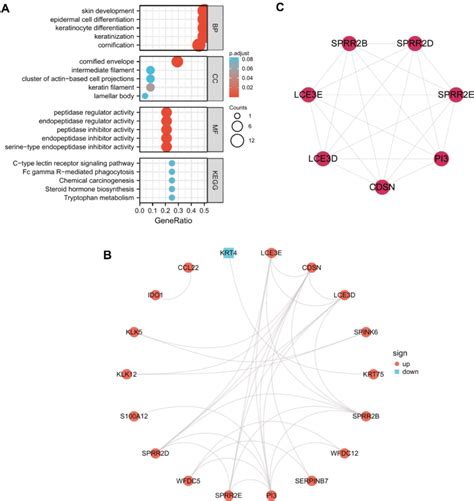 Functional Enrichment Analysis And Ppi Network Of The Common Degs A