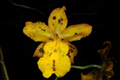 Oncidium syn Odontocidium Tiger Hambühren Oncidium Beautiful