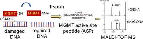 Mass Spectrometric Analysis Of The Active Site Tryptic Peptide Of Recombinant O6 Methylguanine