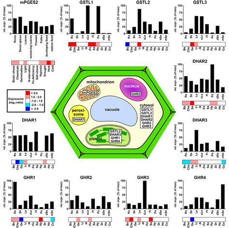 Subcellular Localization And Gene Expression Profiles Of The Different Download Scientific