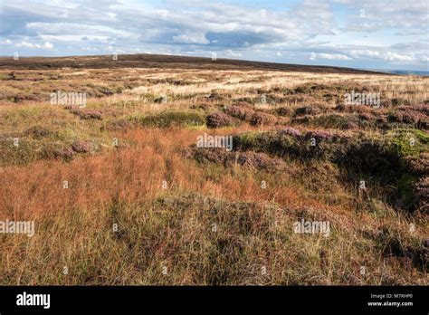 Moorland Grass In Autumn On The East Side Of The Kinder Scout Plateau Derbyshire Peak District