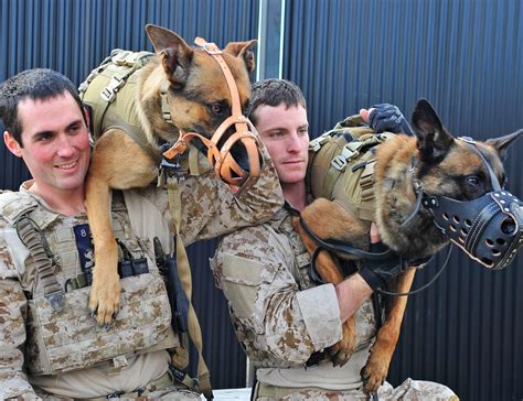 Do Navy Seals Use Dogs