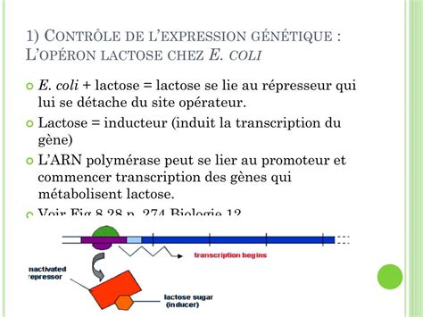 PPT Lexpression génétique PowerPoint Presentation free download