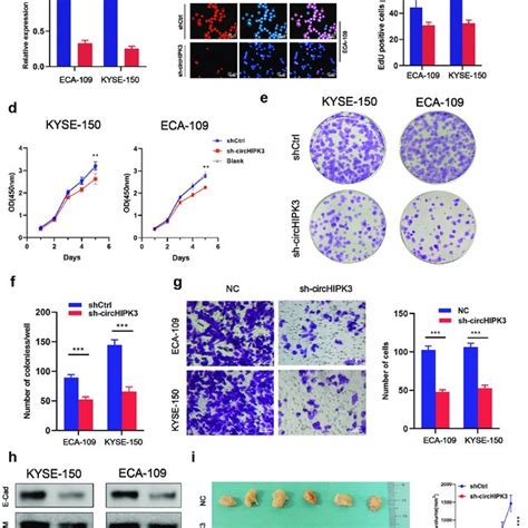 CircHIPK3 Validation And Expression In ESCC Tissues And Cell Lines A