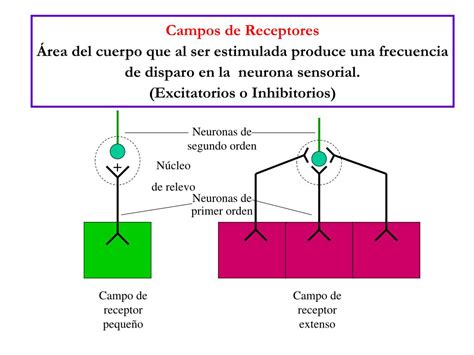 PPT Fisiología Sensorial PowerPoint Presentation free download ID