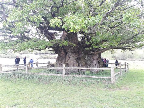 Midhurst Ancient Tree Walk • Hiking Route