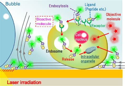 Light Induced Acceleration Of Intracellular Delivery