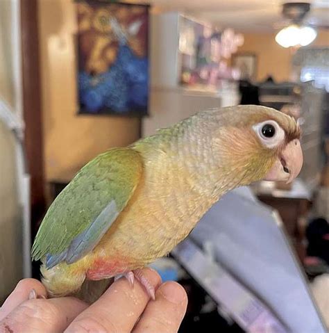 Cinnamon Dilute Green Cheek Conure