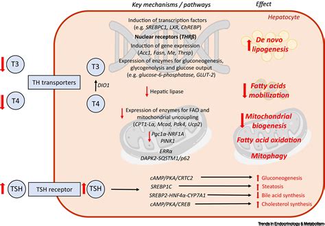 Metabolic Control Of Gene Transcription In Non Alcoholic Off