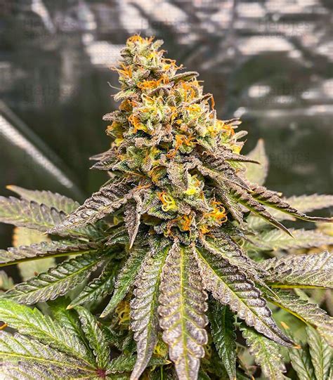 Girl Scout Cookies Fast Version Feminized Seeds For Sale Herbies Seeds Uk