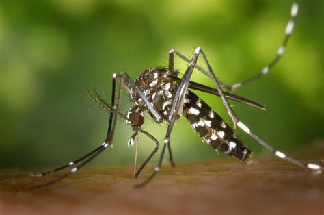 Virus Dengue In Italia Cos Sintomi Numeri E Trattamento