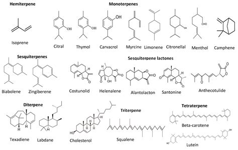 Plant Based Antioxidants Encyclopedia Mdpi