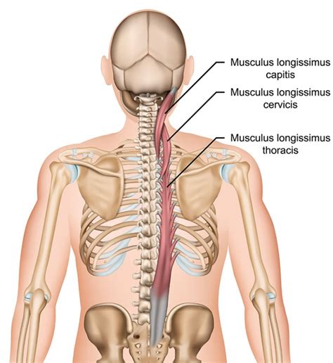 Musculus Longissimus Aufbau Funktion Krankheiten Medlexi De