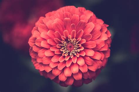 100+ Red Flower Pictures | Download Free Images on Unsplash